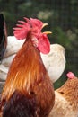 Rooster singing Royalty Free Stock Photo