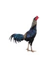 Rooster single isolated on white background, clipping path Royalty Free Stock Photo