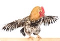 Rooster sits on a perch and flap its wings. isolated on white background