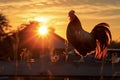 Rooster sitting on the fence against the backdrop of the rising sun