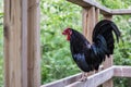 Rooster sitting on a fence