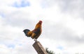 Rooster sitting on a tall fence in front of a cloudy sky Royalty Free Stock Photo