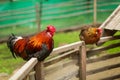 Rooster sitting on the wooden pole with hen near their home in farm. Selective focus Royalty Free Stock Photo