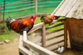 Rooster sitting on the wooden pole with hen near their home in farm. Selective focus Royalty Free Stock Photo