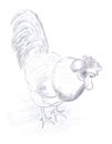 Rooster sketch