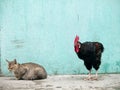 Rooster sneaking up on a sleeping cat