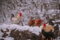 A rooster in the snow near the forest. Close-up with a domestic birds at the farm sitting with his chickens in the garden Royalty Free Stock Photo