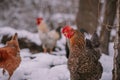 A rooster in the snow near the forest. Close-up with a domestic birds at the farm sitting with his chickens in the garden Royalty Free Stock Photo