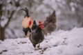 A rooster in the snow near the forest. Close-up with a domestic birds at the farm sitting with his chickens in the garden Royalty Free Stock Photo