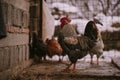 A rooster in the snow near the forest. Close-up with a domestic birds at the farm sitting with his chickens in the garden Royalty Free Stock Photo