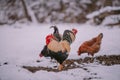 A rooster in the snow near the forest. Close-up with a domestic birds at the farm sitting with his chickens in the garden Royalty Free Stock Photo