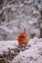 A rooster in the snow near the forest. Close-up with a domestic birds at the farm sitting with his chickens in the garden Royalty Free Stock Photo