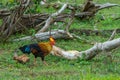 Rooster of Sri Lankan junglefowl or Gallus lafayetii in wild nat