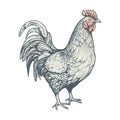 Rooster standing farm animal vector icon