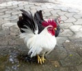 Rooster standing on the floor Royalty Free Stock Photo