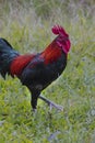 Rooster, standing on green grass, a farm, Aceh