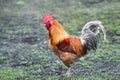 rooster standing on the ground in the spring in the village