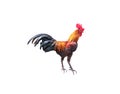 Rooster standing isolated on white background , clipping path Royalty Free Stock Photo