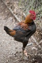this is a side view of a rooster Royalty Free Stock Photo
