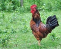 Rooster standing proudly