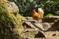 A rooster is standing on a rocky path Royalty Free Stock Photo