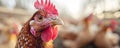 Rooster stands in countryside farm against hens in yard. Rural living and interconnectedness of farm life. Farm Royalty Free Stock Photo