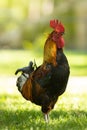 A rooster stands on green grass Royalty Free Stock Photo