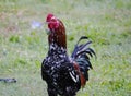 Rooster standing and looking for food, full color, outside the farm, Ateuk Lueng Ie, Aceh Royalty Free Stock Photo