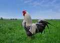 The rooster stands on a summer meadow overgrown with green grass, in the distance you can see the horizon Royalty Free Stock Photo
