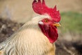 Rooster stroking somewhere Royalty Free Stock Photo