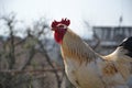 Rooster stroking to something Royalty Free Stock Photo