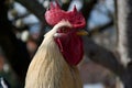 Rooster stroking to something Royalty Free Stock Photo