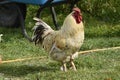 A Rooster Strutting His Stuff Guarding and His Hens