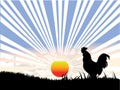 Rooster , sun and black grass