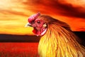 Rooster at sunset