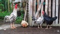 A rooster and three hens near a bamboo cage Royalty Free Stock Photo