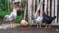 A rooster and three hens near a bamboo cage