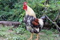 Rooster to sing Royalty Free Stock Photo
