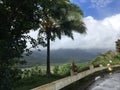 Rooster on Top of Hill Overlooking Hanalei Valley during Rain on Kauai Island, Hawaii.