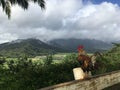 Rooster on Top of Hill Overlooking Hanalei Valley during Rain on Kauai Island, Hawaii.