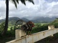 Rooster on Top of Hill Overlooking Hanalei Valley during Rain on Kauai Island, Hawaii. Royalty Free Stock Photo