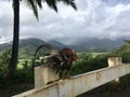 Rooster on Top of Hill Overlooking Hanalei Valley during Rain on Kauai Island, Hawaii.