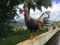 Rooster on Top of Hill Overlooking Hanalei Valley during Rain on Kauai Island, Hawaii.