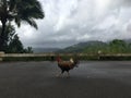 Rooster on Top of Hill Overlooking Hanalei Valley during Rain on Kauai Island, Hawaii.