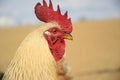 Rooster on traditional rural farm yard Royalty Free Stock Photo