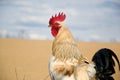 Rooster on traditional rural farm yard