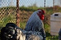 Rooster on traditional rural farm yard Royalty Free Stock Photo