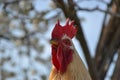 Rooster on a traditional village farm. Royalty Free Stock Photo