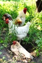 Rooster and chikens grazing on the grass Royalty Free Stock Photo