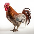 High Quality Rooster Photo With Vibrant Colorism On White Background